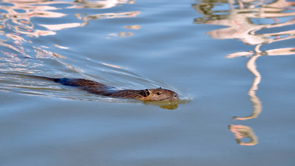 Coypu (Myocastor coypus) swimming in the marshes of Camargue in France with reflections from flamingos