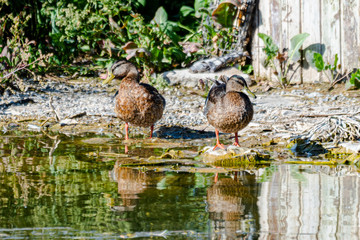 Wildlife scene from Mogan Lake, birds, ducks, nature