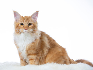 Maine coon cat portrait. Image taken in a studio with white background. Copy space.