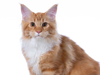 Maine coon cat portrait. Image taken in a studio with white background. Copy space.