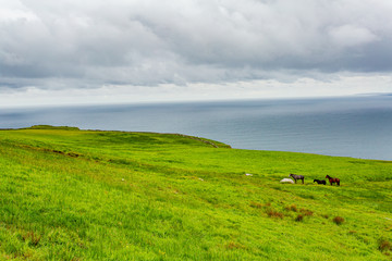 Fototapeta premium Piękny krajobraz irlandzkiej wsi z końmi i morzem w tle na nadmorskiej trasie spacerowej z Doolin do Cliffs of Moher, Wild Atlantic Way, hrabstwo Clare w Irlandii