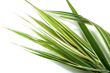 green grass isolated on white background