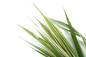 fresh green grass isolated on white background