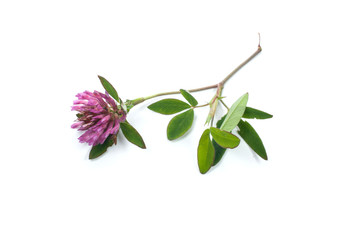 Obraz premium Clover flower on a white background