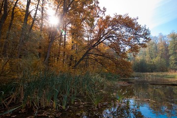 sun shine through tree on a cold October morning, hidden bay of a forest lake, clear blue sky with tree reflections and fallen leaves in still water surface, eco tourism rest concept