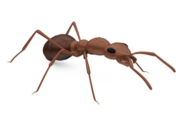 Red Ant Isolated