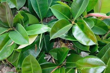 ficus leaves close up