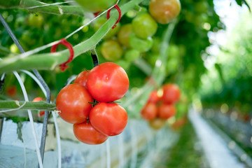 Beautiful Red Ripe Tomatoes Grown in Greenhouse