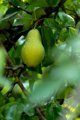 pears and water drops on a pear tree