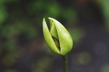 Close-up image of the hands of a tulip flower bud
