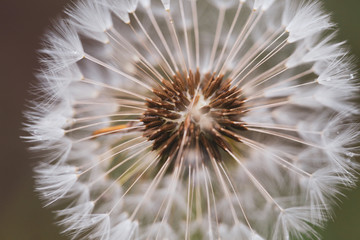 Close-up image of a seeding dandelion flower (Taraxacum) during a rainy summer day