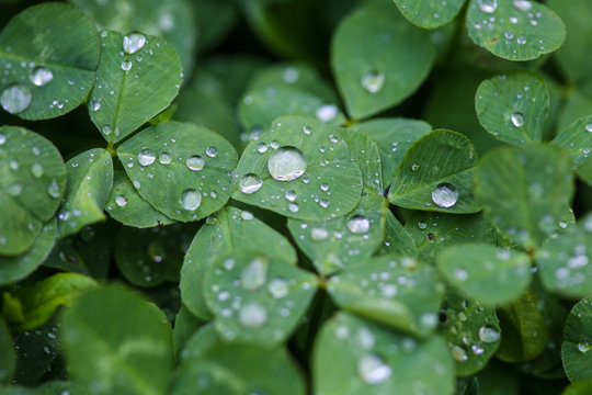 Close-up image of rain drops on three leaves clovers during a rainy day