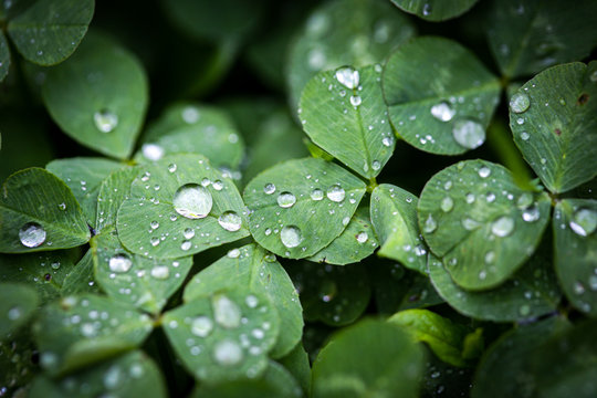 Close-up image of rain drops on three leaves clovers during a rainy day