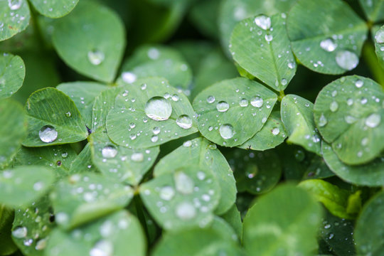 Close-up image of rain drops on three leaves clovers during a rainy day