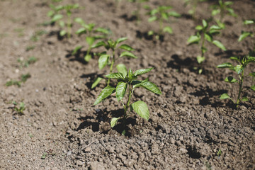 Small bell pepper plants on a farm under the sun