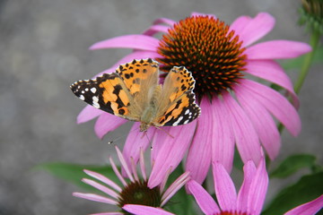 Schmetterling - Admiral