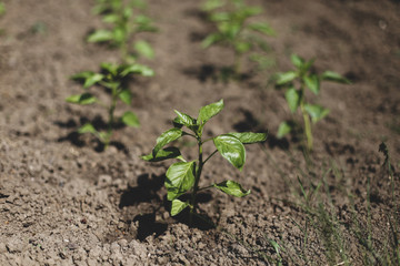 Small bell pepper plants on a farm under the sun