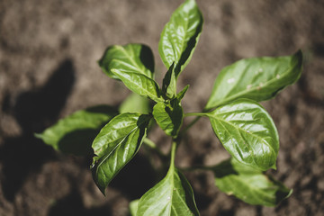 Small bell pepper plants on a farm under the sun