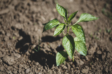 Small bell pepper plants on a farm under the sun