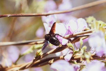 Close-up image with a bumblebee with pollen on him pollinating in a Glycine sinensis flower