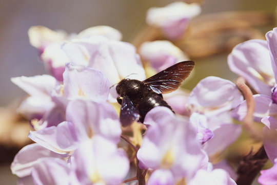 Close-up image with a bumblebee with pollen on him pollinating in a Glycine sinensis flower