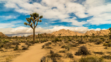 Fototapeta na wymiar Joshua Tree, Desert