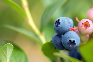 Fresh organic blueberries on the bush