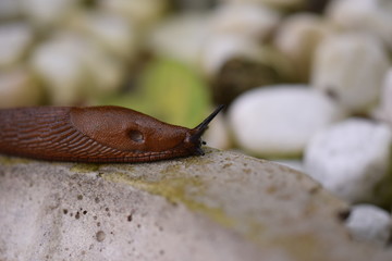 Nacktschnecke 