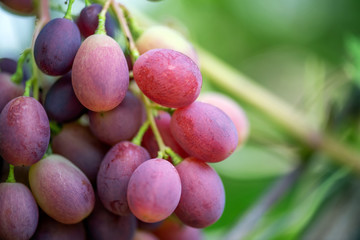 Close-up of bunches of ripe wine grapes
