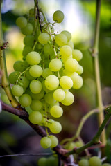 Close-up of bunches of ripe wine grapes