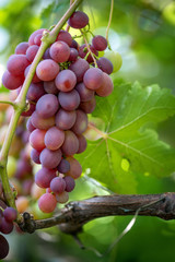 Close-up of bunches of ripe wine grapes
