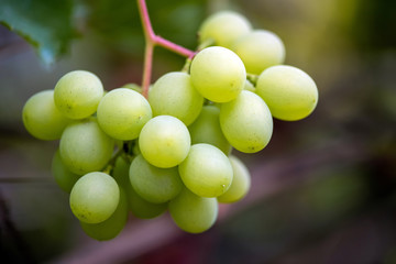 Close-up of bunches of ripe wine grapes