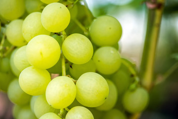 Close-up of bunches of ripe wine grapes