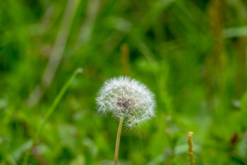 White cirrus fluffy dandelion parachutes close-up