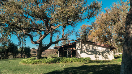 Large Tree Next To House