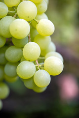 Close-up of bunches of ripe wine grapes
