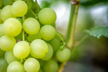 Close-up of bunches of ripe wine grapes