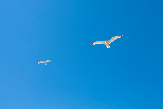 Two seagulls in flight against bright blue sky