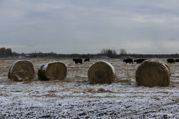 Winter is starting. Preparation of hay in a fields