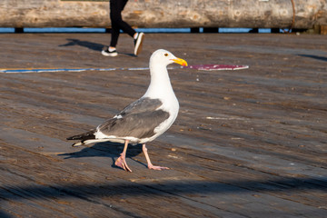 seagull on pier