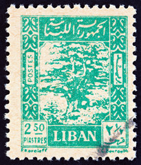 Cedar of Lebanon (Lebanon 1947)