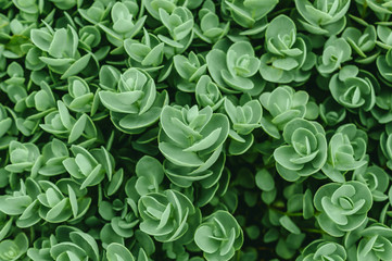 Top view of Sedum ewersii green houseplant. Green leaves pattern background. Natural background and wallpaper. Growing houseplants. Selective focus