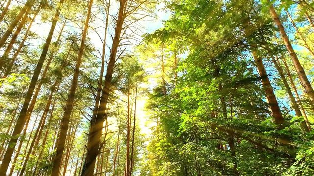 Slow motion. Beautiful nature. Forward movement. Meditation forest. HD stock footage 