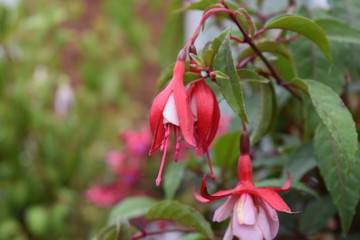 Red Fuschia Flower