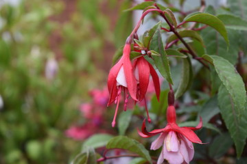Red Flower