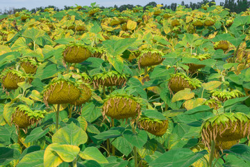Close up view of withered sunflowers in autumn field. Ripened sunflowers ready for harvest