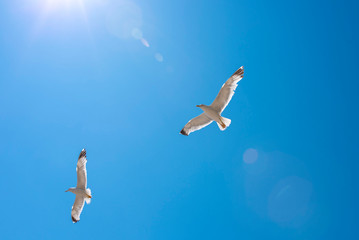 Seagulls in flight against bright blue sky