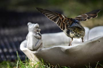 Haussperling auf Vogeltränke