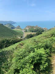 Wildlife in Devon