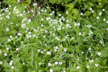 Große Sternmiere (stellaria holostea)